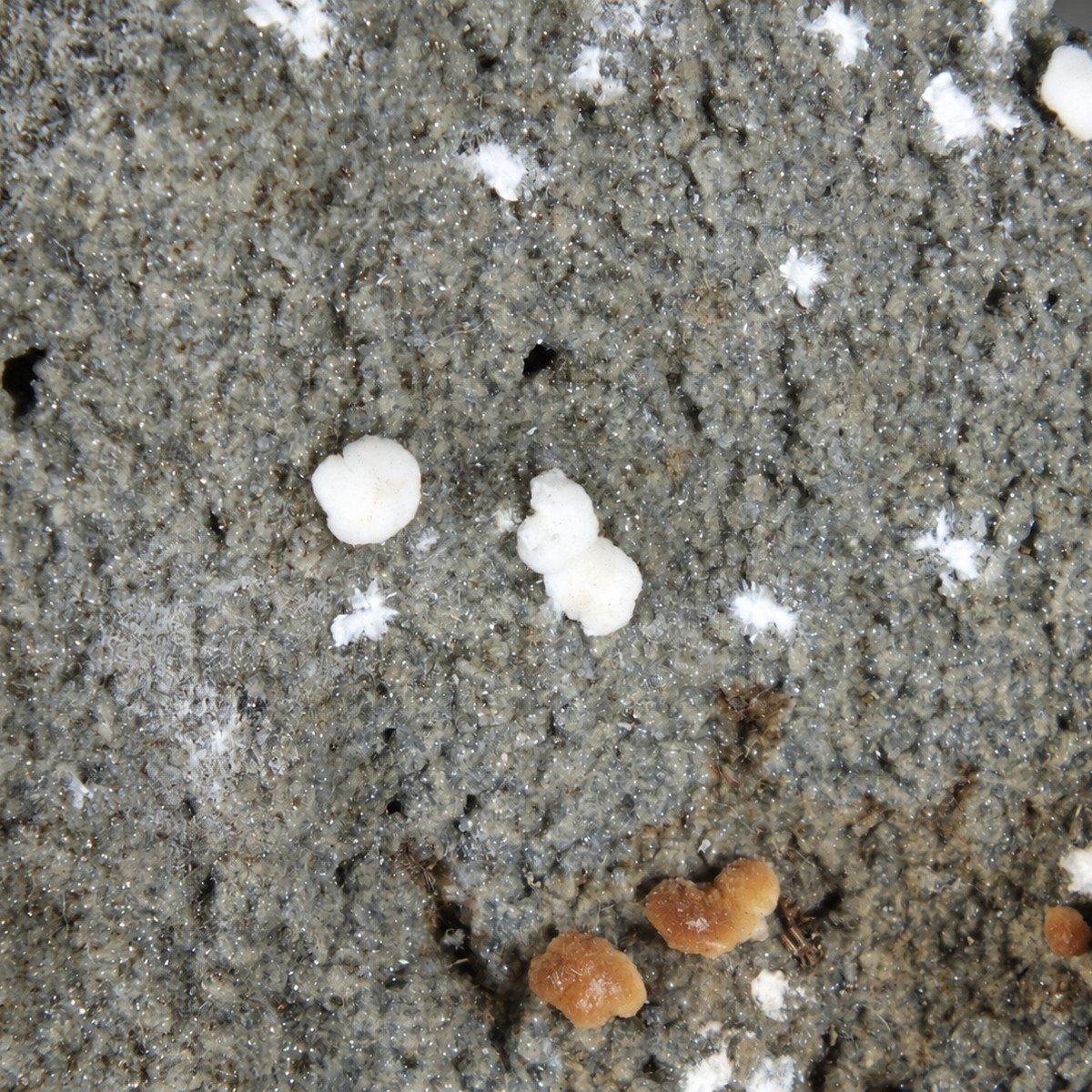 Gonnardite photo 7